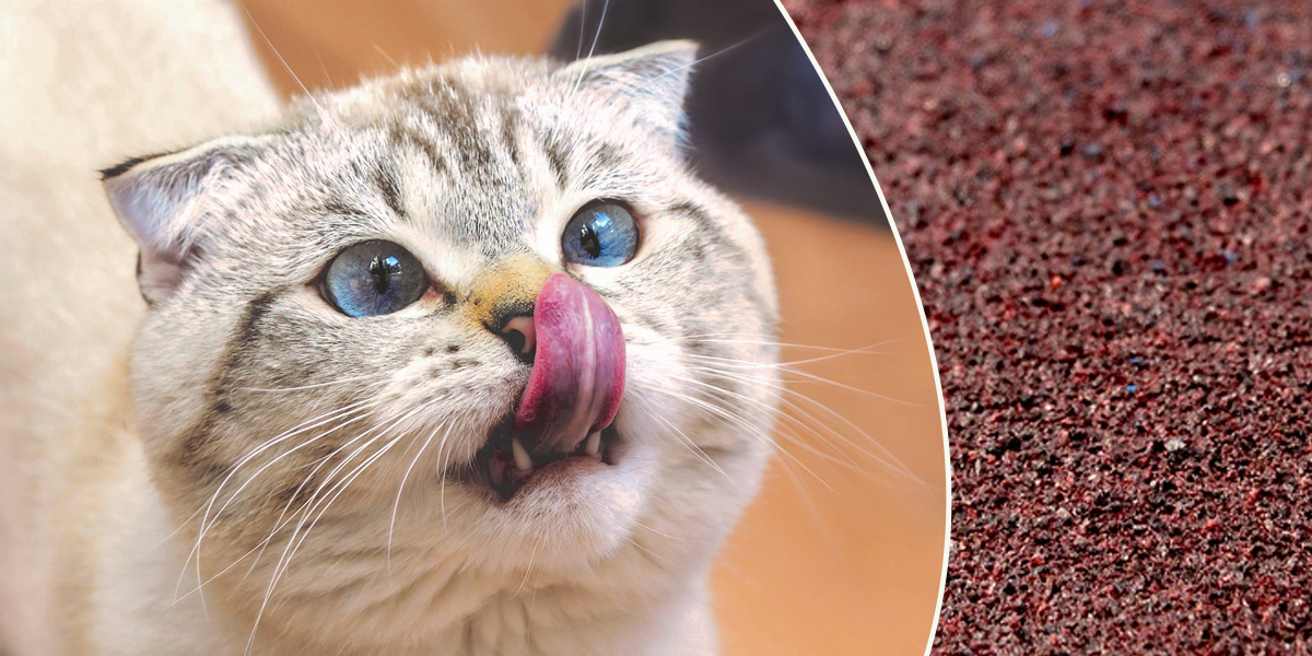 Have You Wondered Why Your Cat’s Tongue Is Scratchy?