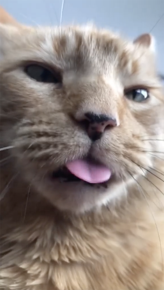 https://coleandmarmalade.com/wp-content/uploads/2022/02/Cat-Tongue-video2.mp4