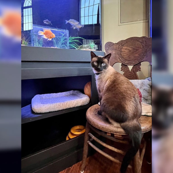 Jasper the 'Cat Fish' Watches Cat TV Inside a Custom Fish Tank