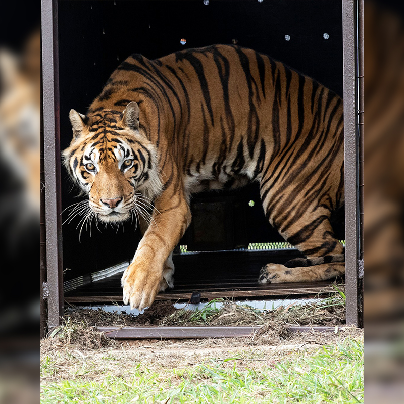 tiger coming out of cage, Argentina to South Africa