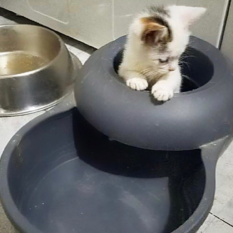 blind cat in a dish