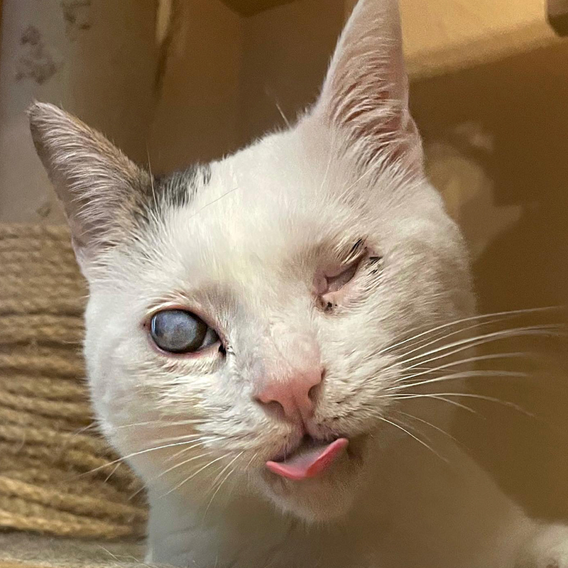 Blind cat with tongue out