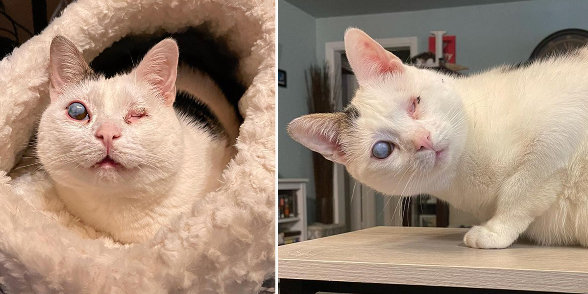Rescuer Finds Her ‘Soul Cat' After Finding Blind Kitten Ollie in a Bear Den