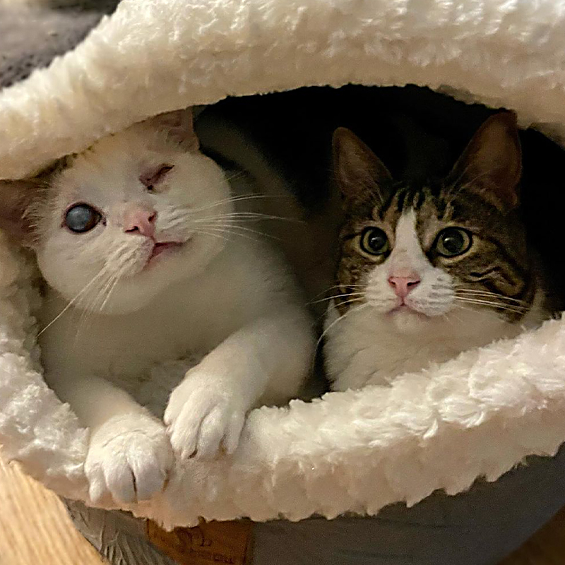 Cats in a cozy
