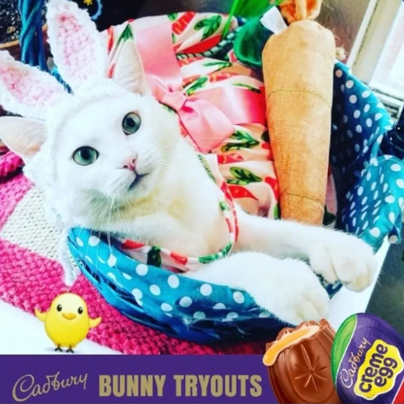 Will O', Cadbury Bunny Tryouts