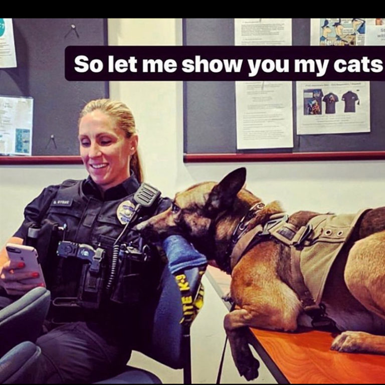 'Cat Cop' Rescues Ram and Bengal from Dumpster Super Bowl Sunday