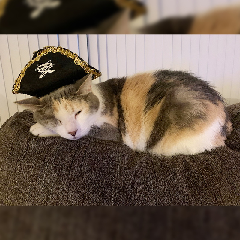Becks the One-Eyed Pirate Kitty