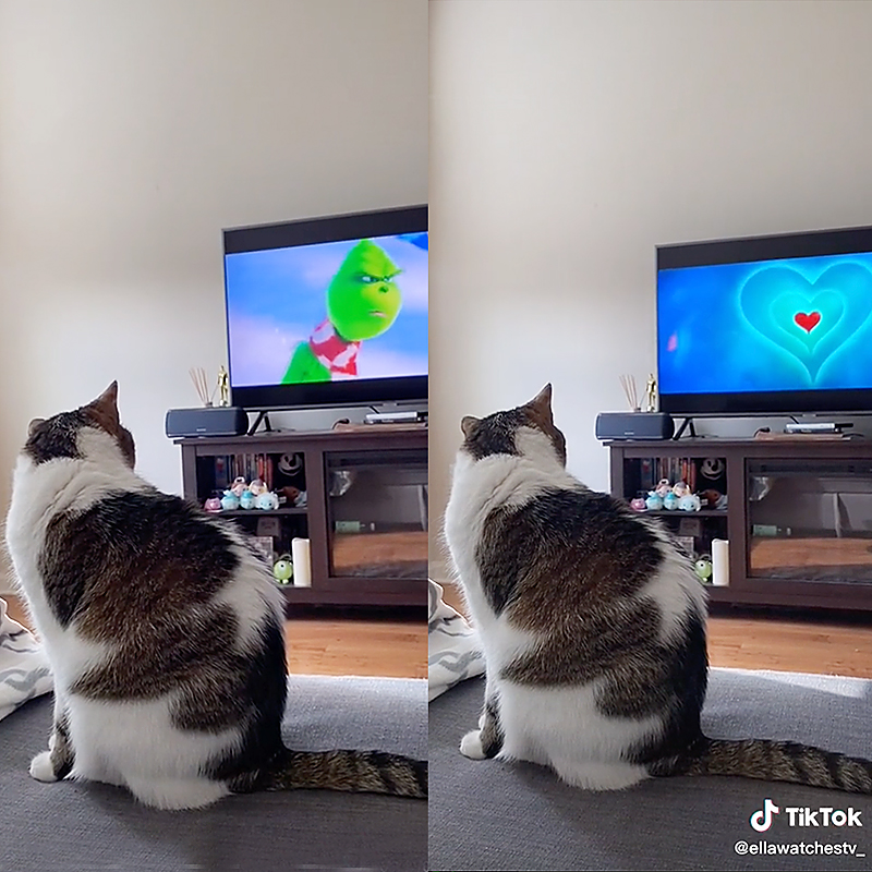The Grinch, cat watches TV
