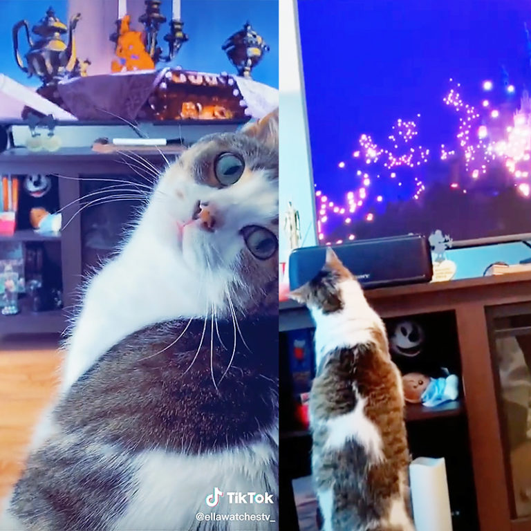 Couple Adopts Senior Cat Ella, Find Out She is Obsessed with Movies