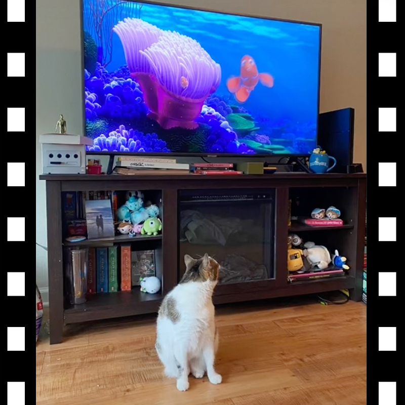 cat watches Finding Nemo