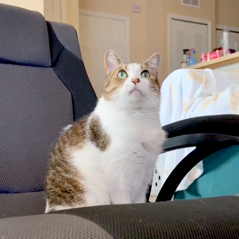 cat in her movie chair