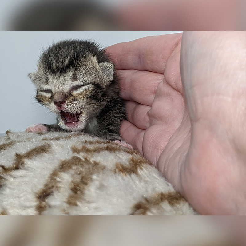Tiny Empanada kitten with hand