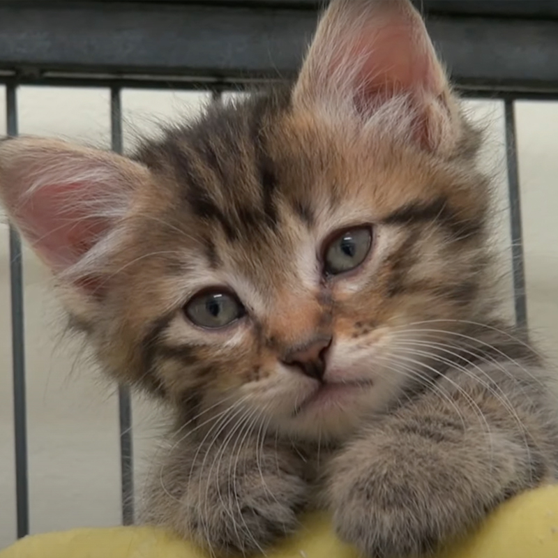 Kitten who was rescued from San Diego-Coronado Bridge has new home