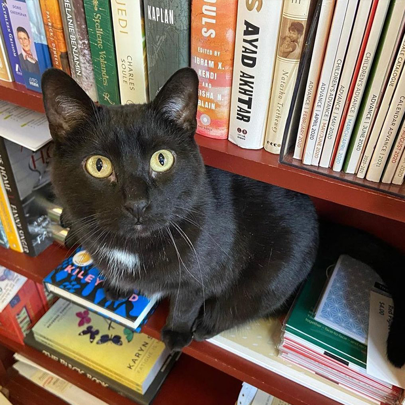 Frank, Bookstore Kitty 1