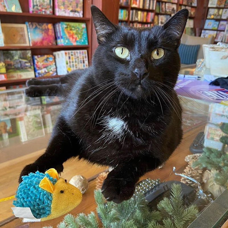 Frank, Bookstore Kitty 2