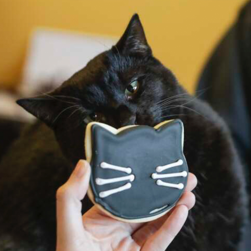 cat with cookie