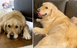 Horlicks, Golden Retriever, Anxiety, support animal, cat, Hero