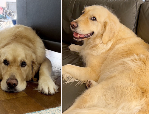 Golden Retriever Riddled with Anxiety Gets the Purrfect Support Animal