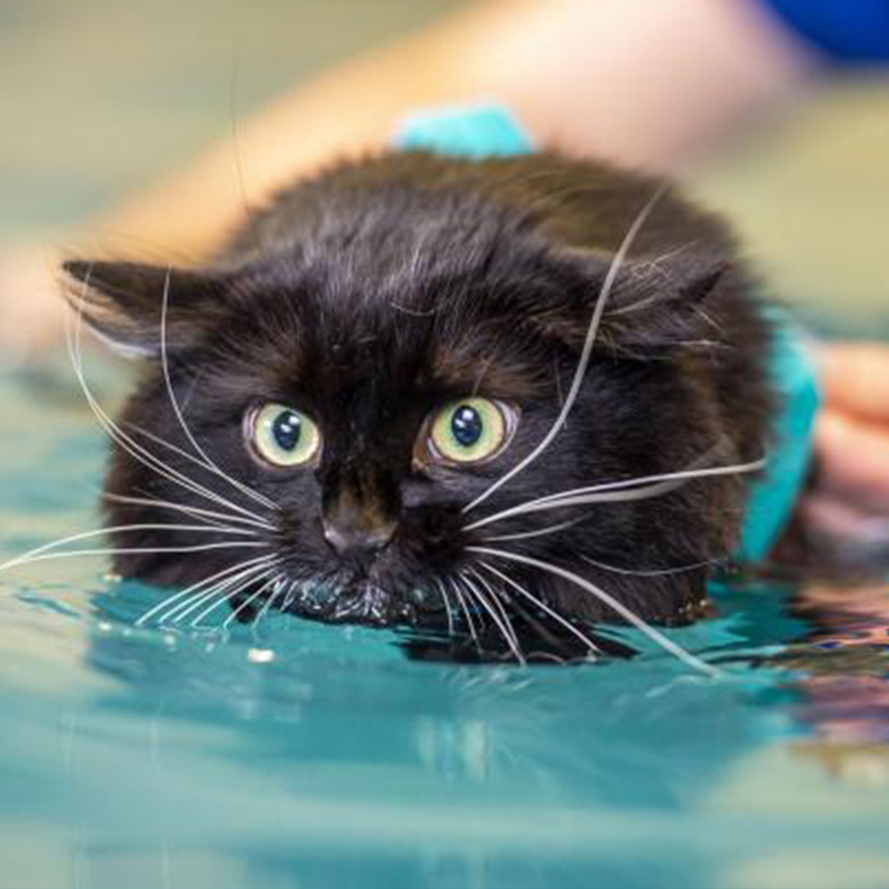 Hydrotherapy, black cat