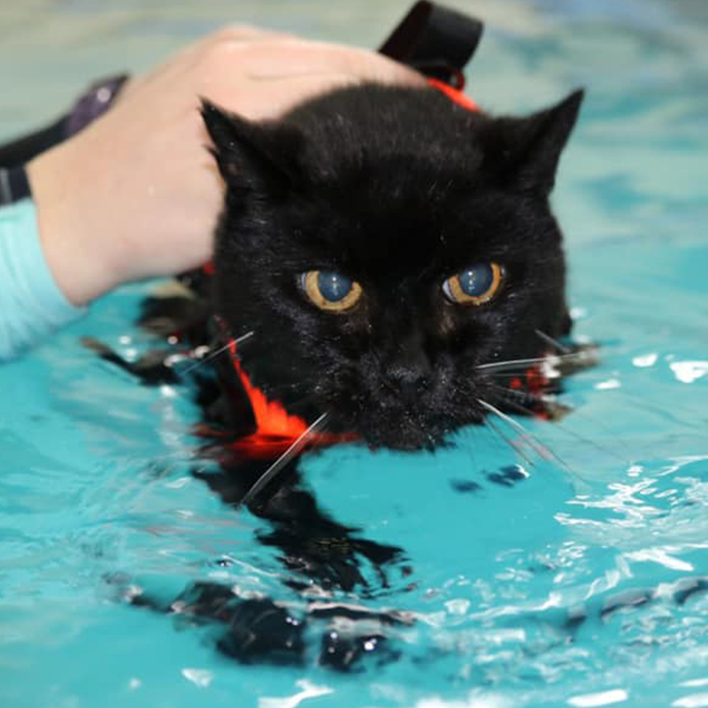 Another kitty in the pool