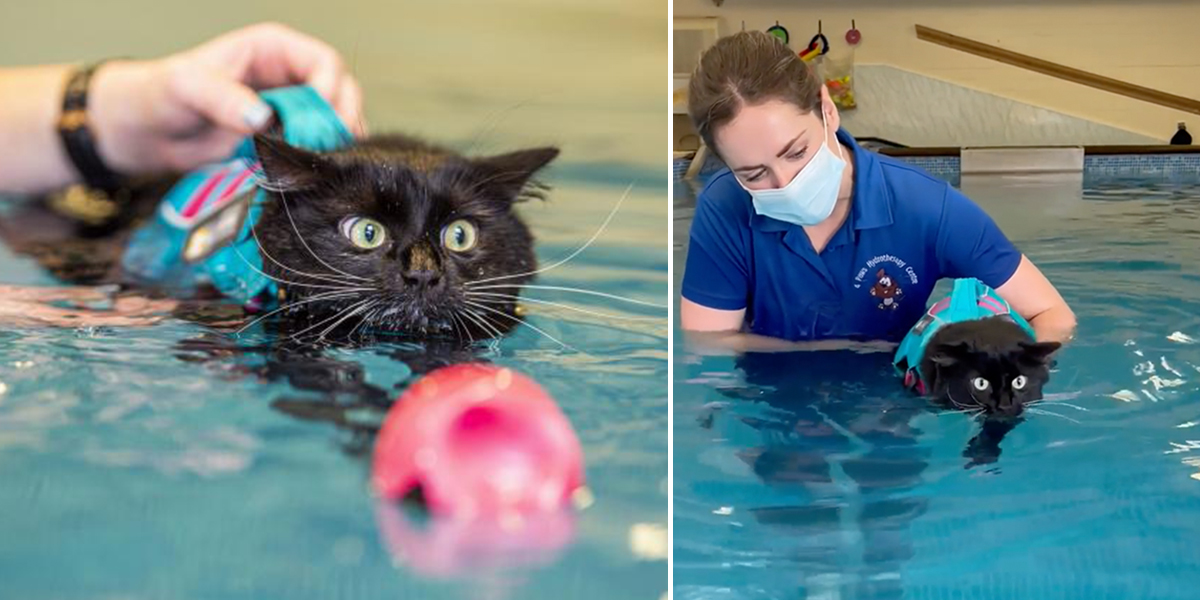 4 Paws Hydrotherapy Centre in Ringwood, Hampshire, UK, Rocky the cat