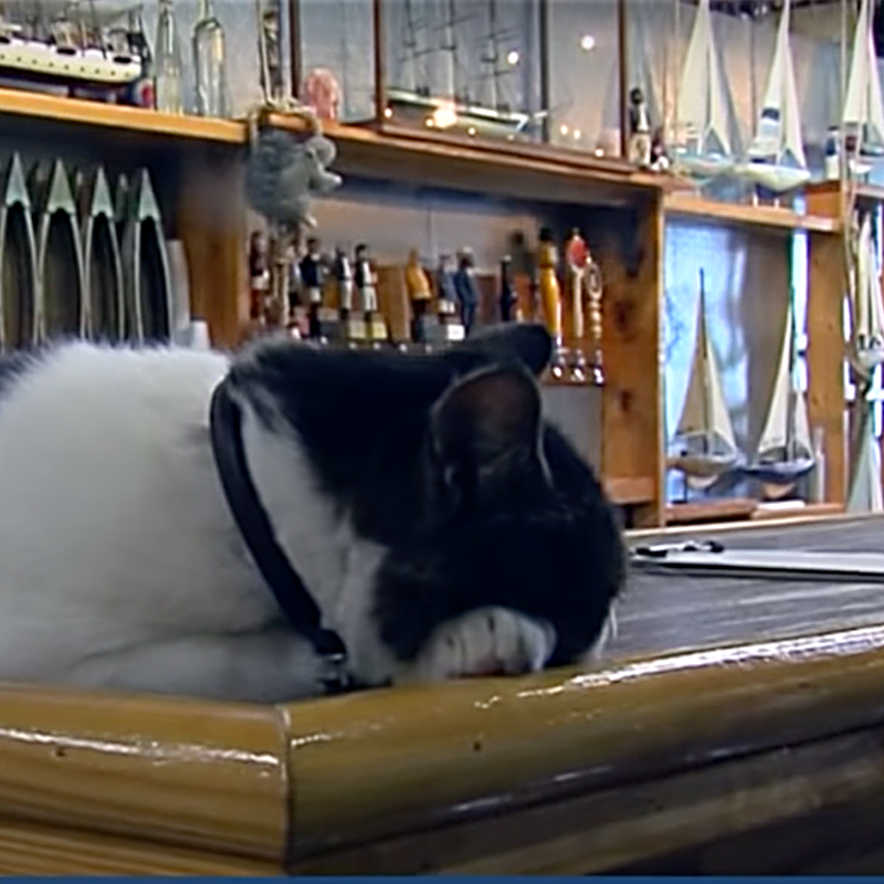 Cat on bar