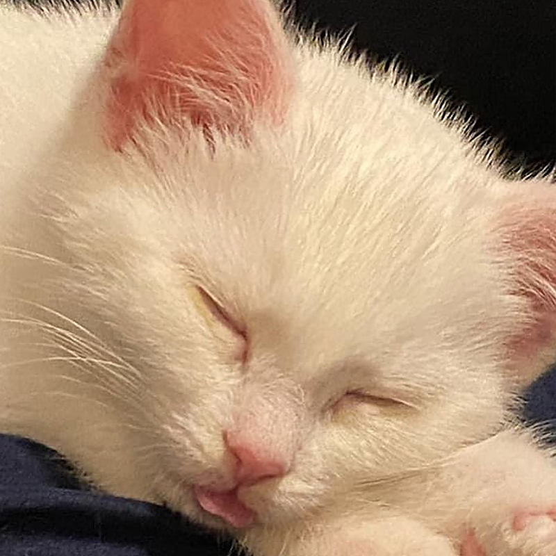 White kitten, Chanel