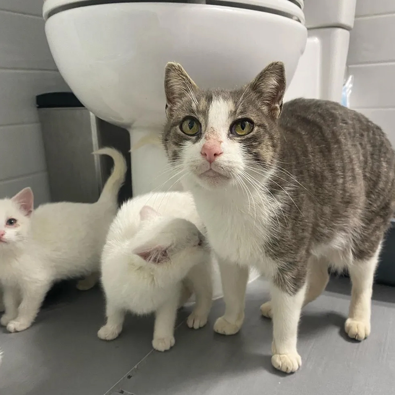 Mama Coco with 2 kittens in bathroom