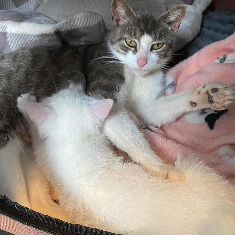 Chanel kitten nursing with Mama