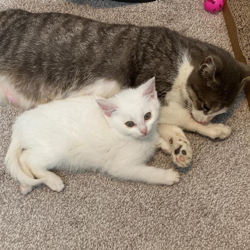 Tiny white kitten with Mama cat