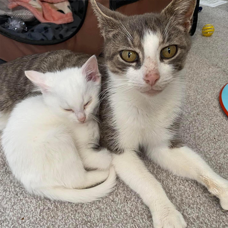 Mama cat with kitten