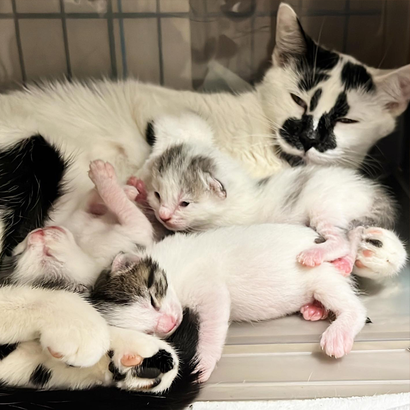 Mama Stracciatella, Ella, kittens, rescue