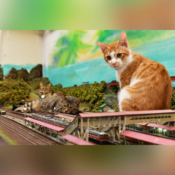 These Cats Smash Model Trains for a Living