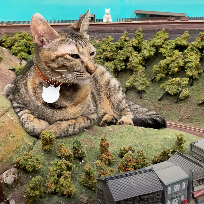 cat laying on mountain, trains