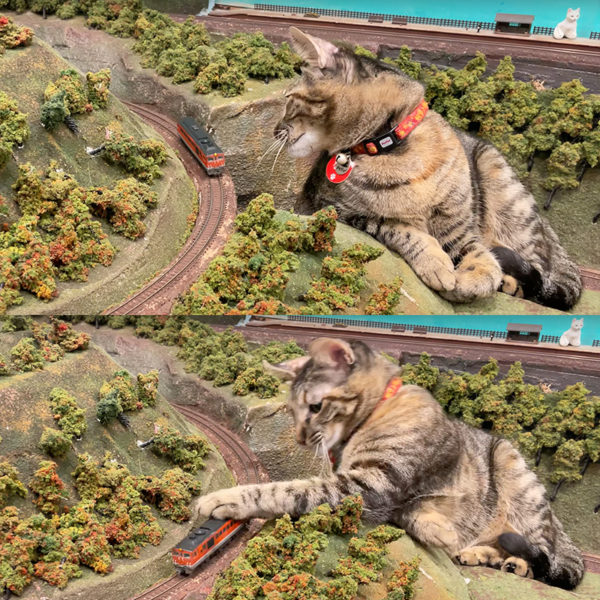 These Cats Smash Model Trains for a Living
