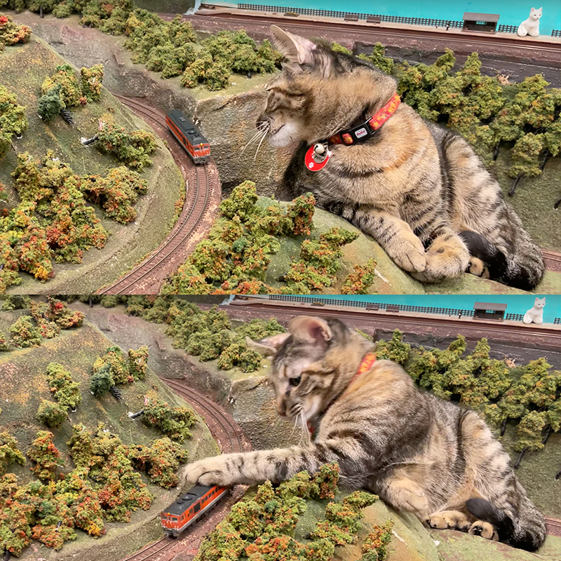 cat swipes a train