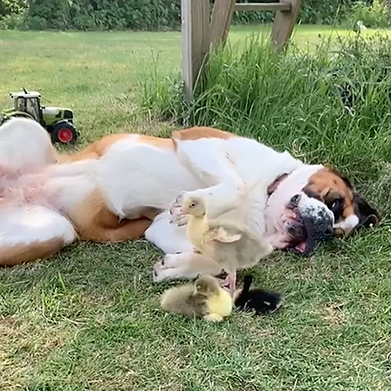 Playing in the grass, Saint Bernard with critters
