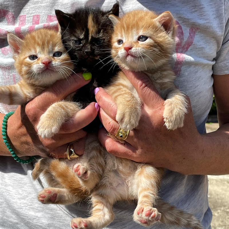 Rescued kitties, Emma Haag