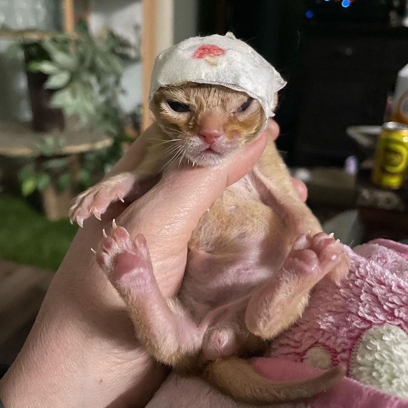 kitten with bandaged head