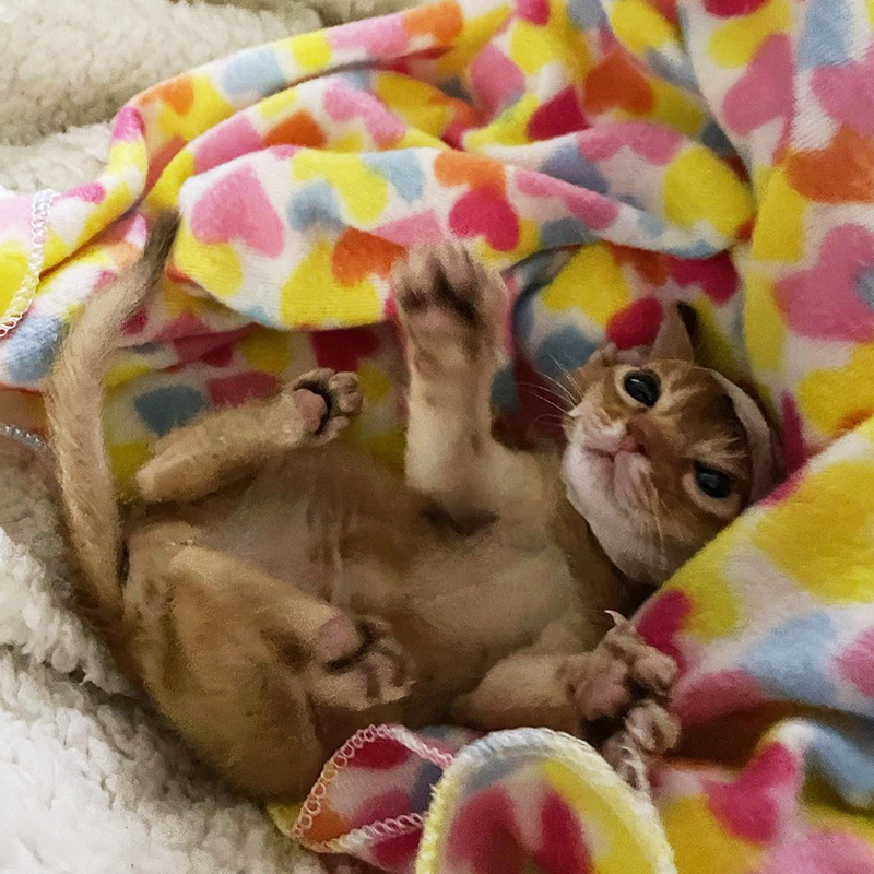 kitten in soft blanket