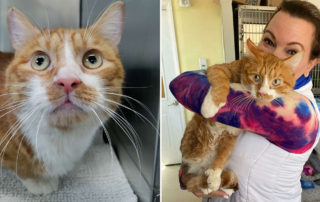 Oscar the cat, Rep. Nicole Klarides-Ditria, Woodbridge Regional Animal Shelter, animal cruelty