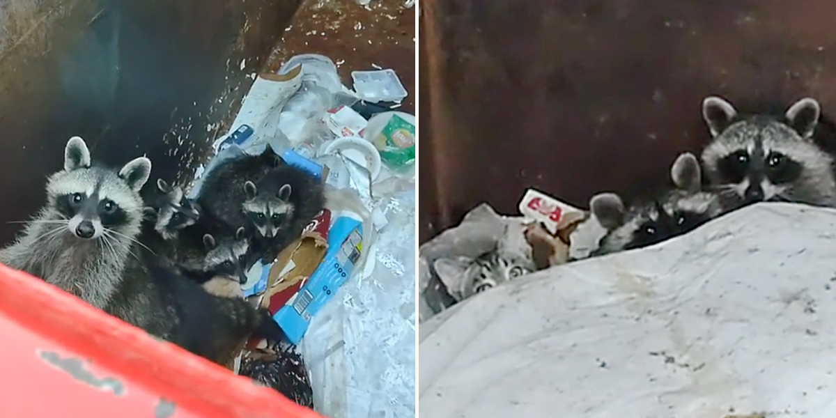 Woman Finds Kitten Living Among Raccoon Kits in Dumpster, Ohio