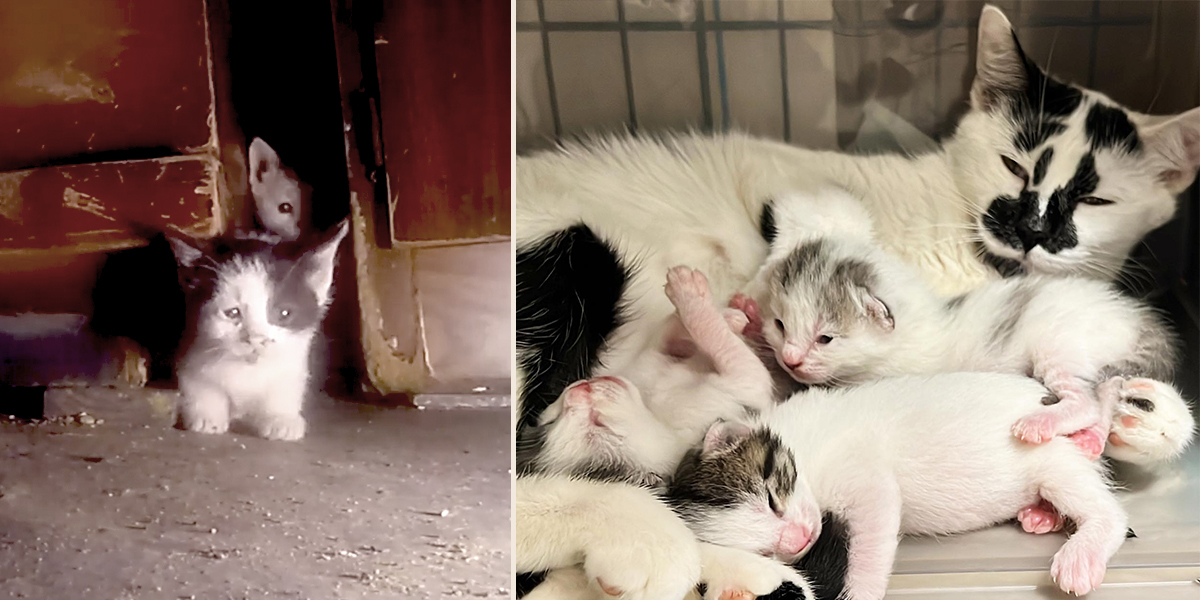 Rescue, Mama Stracciatella, Flatbush Cats