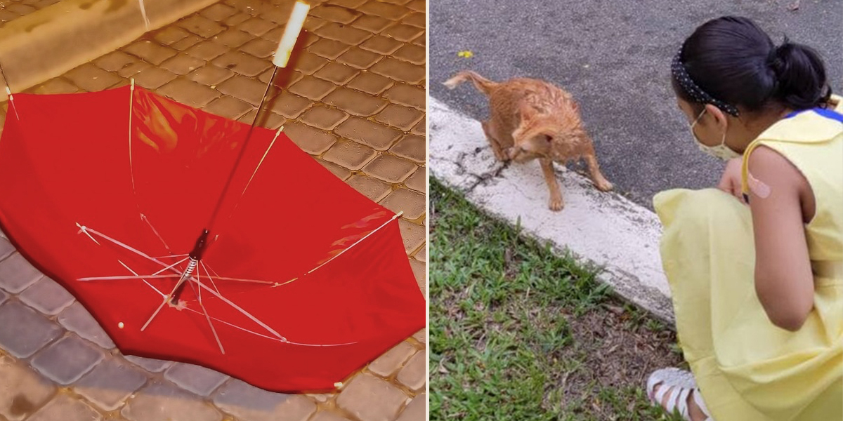 Rescuers save drowning cat using quick thinking, umbrella