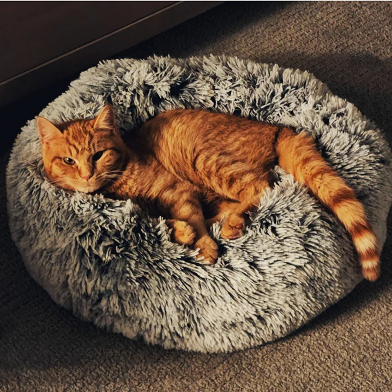 orange tabby on cat bed