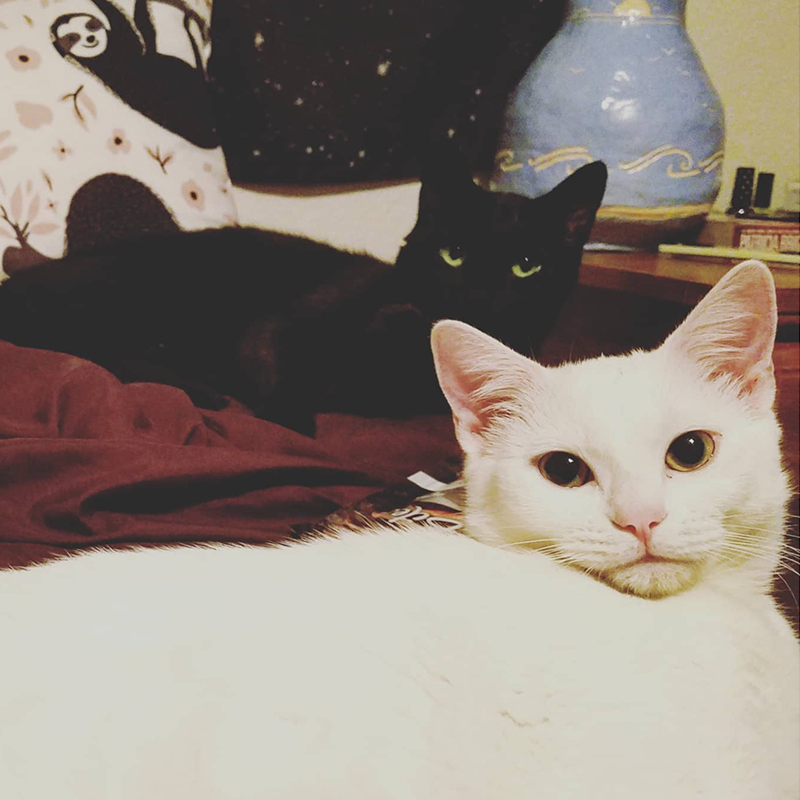 White cat, black cat
