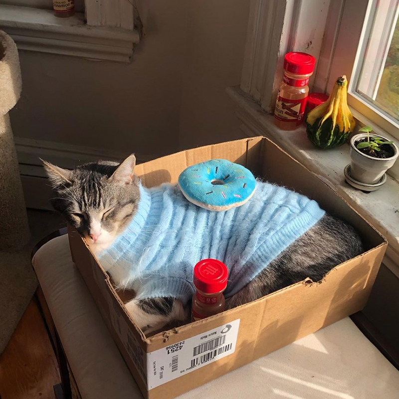 Box with cat