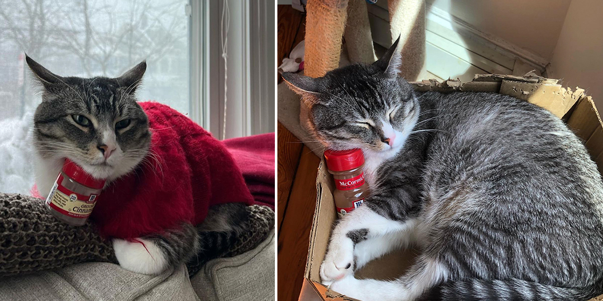 The Tale Of a Cat…and His Cinnamon Bottle