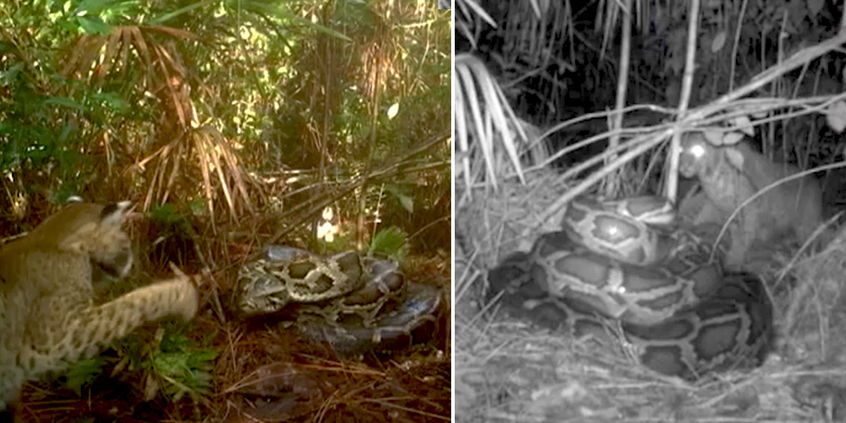 Florida Bobcat and Python Fight at Nest in FirstTime Documented Video