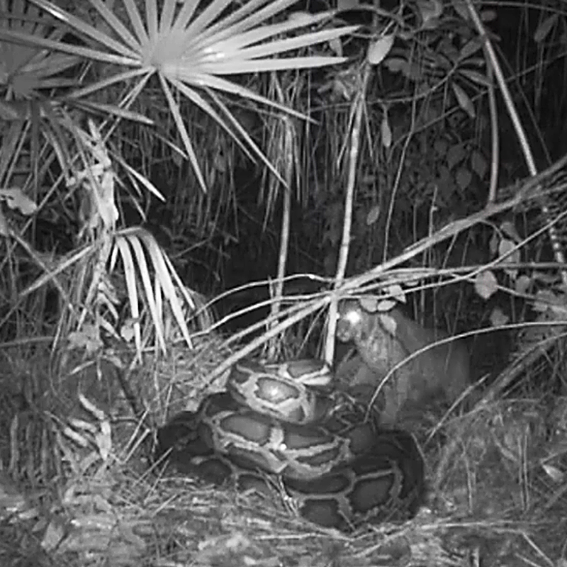 Bobcat vs. Python in Everglades